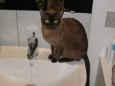 Burmeser Momi`s Cataline  - Drikke tid billede 9