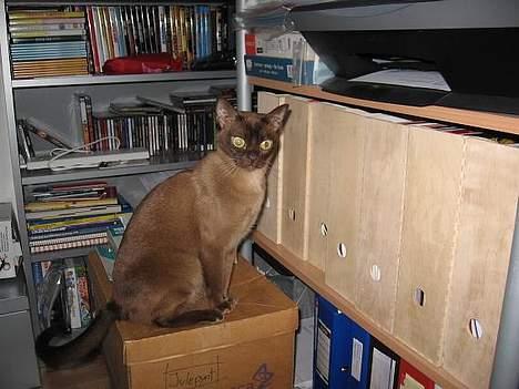 Burmeser Momi`s Cataline  - Hvad sker der mod billede 10