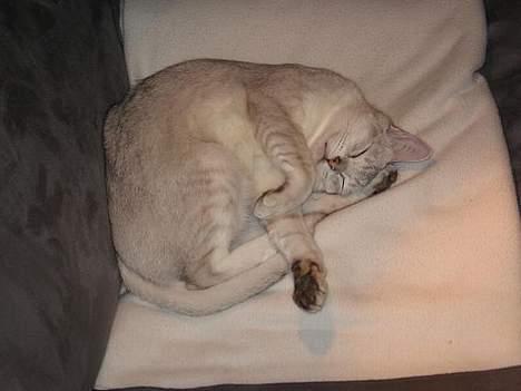 Burmilla All-Saints Elliot (død) - MUMS dejligt varmt under lampen billede 9