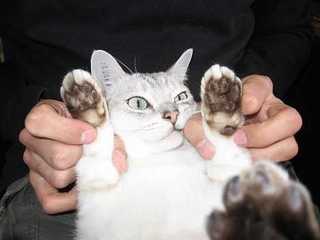 Burmilla All-Saints Elliot (død) - Sæt mig ned, NU billede 10