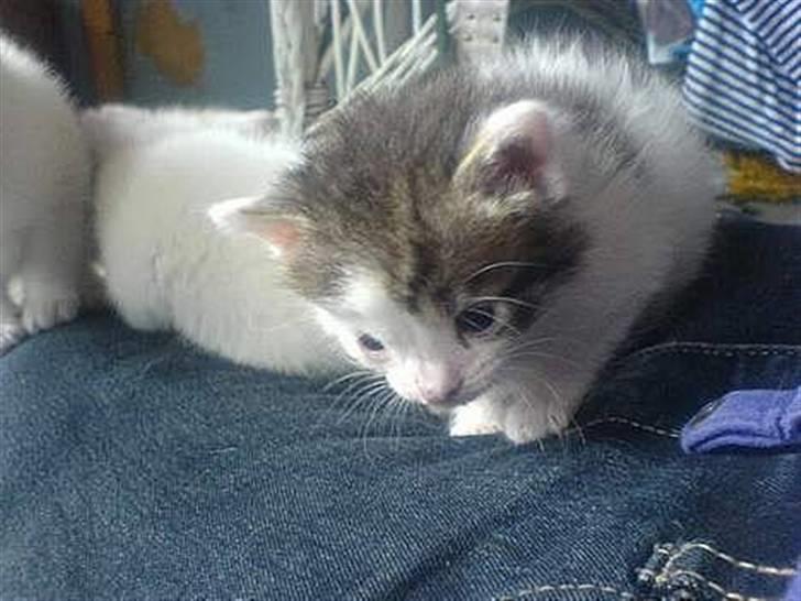 Huskat Pjevsen **OBS** !!!VÆK!!! - jeg er sikker på at jeg så noget billede 8