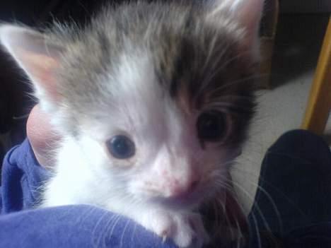 Huskat Pjevsen **OBS** !!!VÆK!!! - se lige de store nuttet øjne<3 billede 9