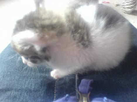 Huskat Pjevsen **OBS** !!!VÆK!!! - sove=) billede 12