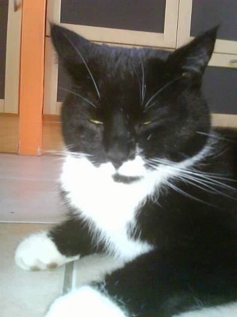 Huskat Spongi Jensen billede 7