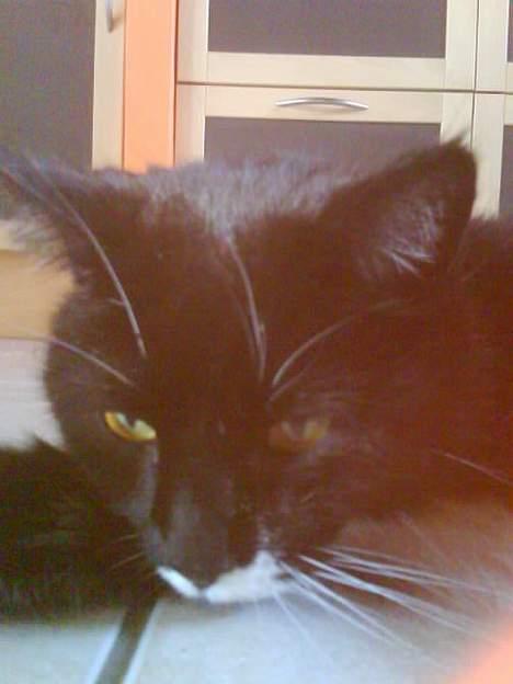 Huskat Spongi Jensen billede 8