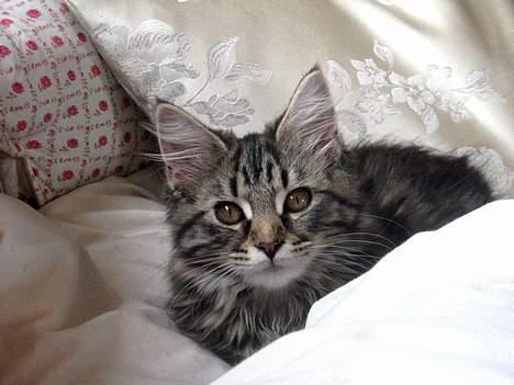 Maine Coon Mulle billede 1