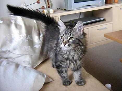 Maine Coon Mulle billede 2