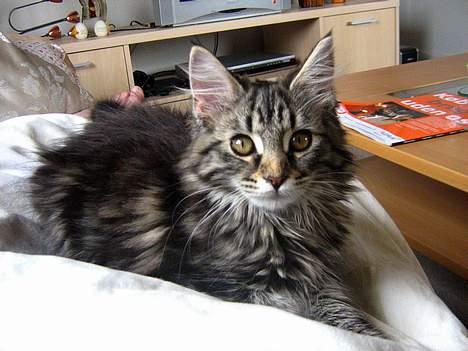 Maine Coon Mulle billede 3