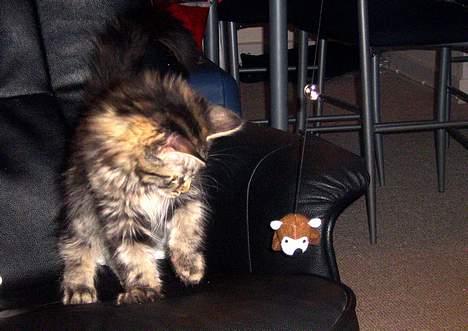 Maine Coon Mulle billede 4