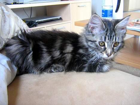 Maine Coon Mulle billede 5