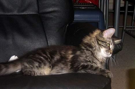 Maine Coon Mulle billede 6