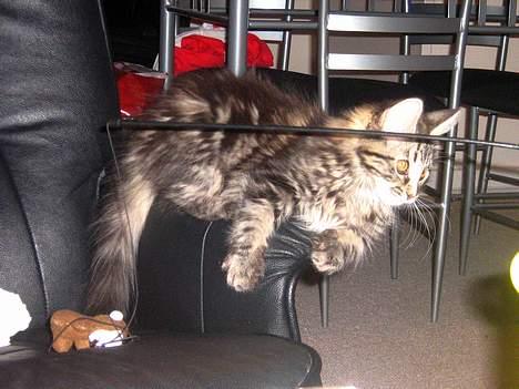 Maine Coon Mulle billede 7