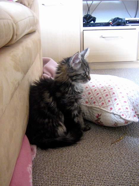 Maine Coon Mulle billede 8