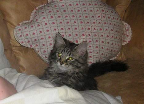 Maine Coon Mulle billede 9