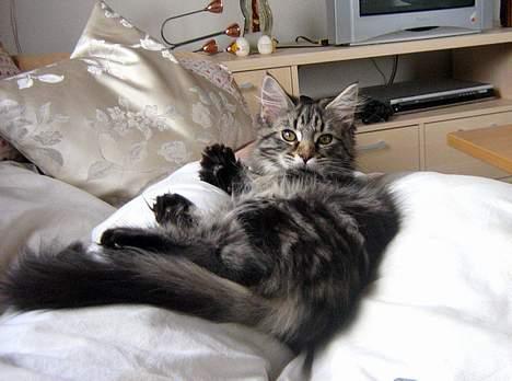 Maine Coon Mulle billede 10