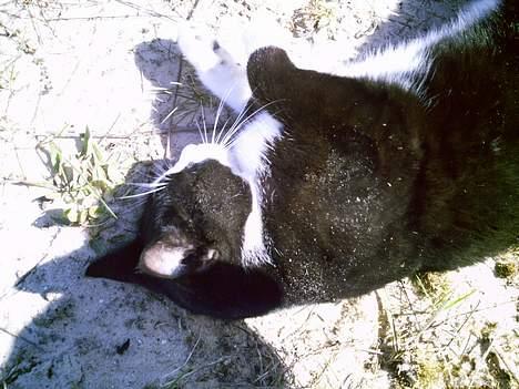 Blanding af racer Perle billede 10