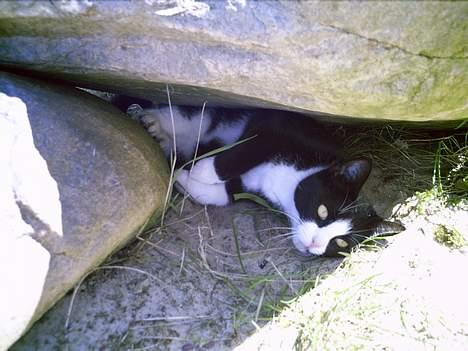 Blanding af racer Perle billede 11