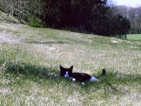 Blanding af racer Perle billede 12