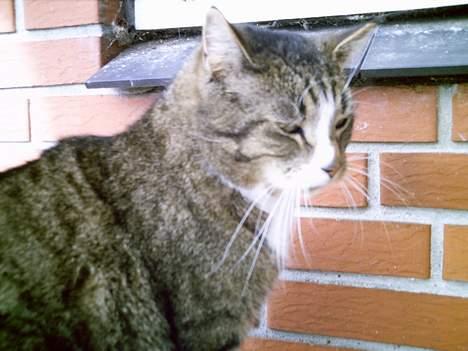 Blanding af racer Pelle billede 15