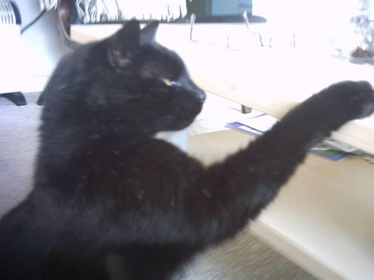 Huskat Fede (Død) :'( - Hov, hov din frækkert c(: billede 1