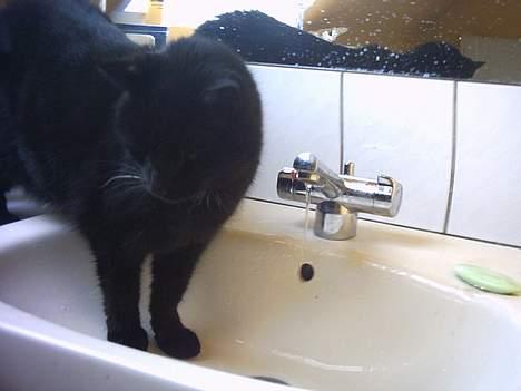 Huskat Fede (Død) :'( - Såå er vi vidst færdig med at drikke heh <33  Foto: Mig billede 2