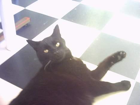 Huskat Fede (Død) :'( - Tar´ vi sol hva´? heh he,,  Foto: Mig billede 3