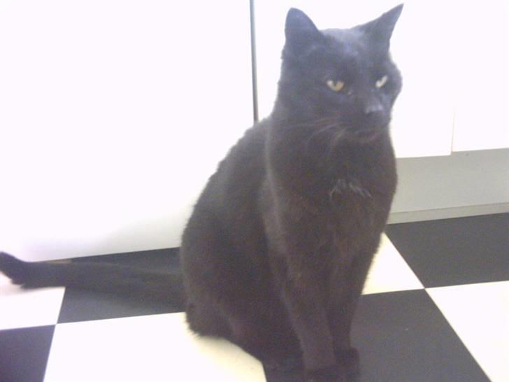 Huskat Fede (Død) :'( - hva såå... vil du ha´ mad?  Foto: Mig billede 4