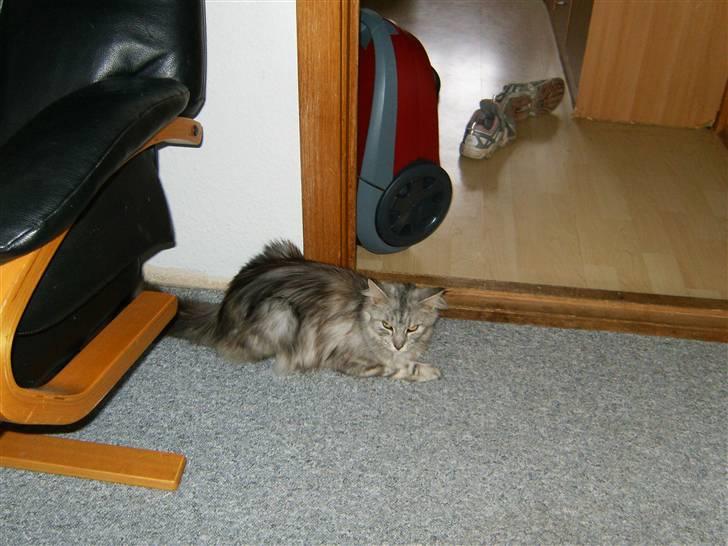 Maine Coon Nataja - nyt 28 okt billede 10