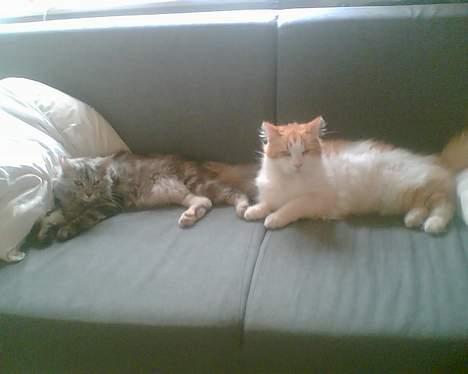 Maine Coon Nataja billede 11