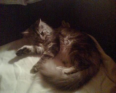 Maine Coon Nataja billede 12