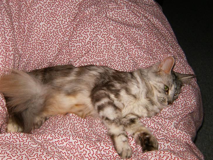 Maine Coon Nataja billede 13