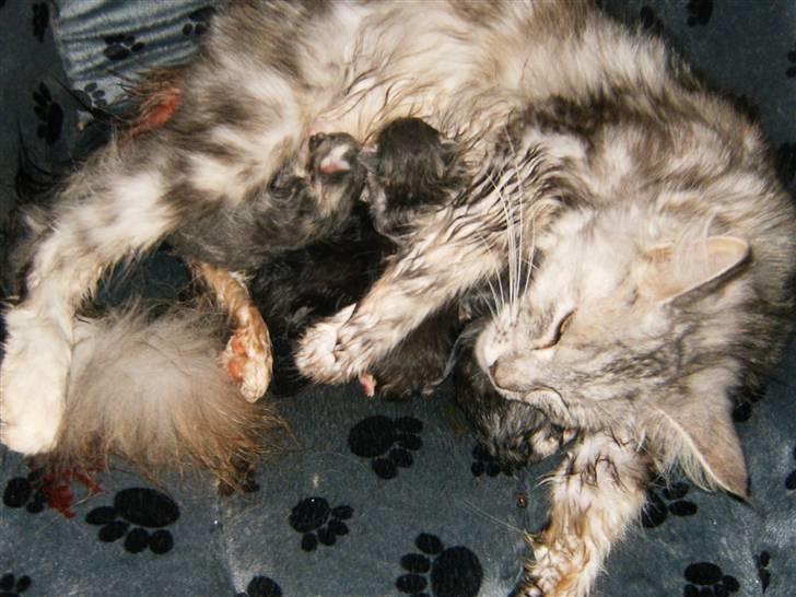 Maine Coon Nataja billede 14