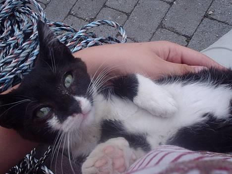 Huskat Kat - der er min lille baby jo :) billede 1