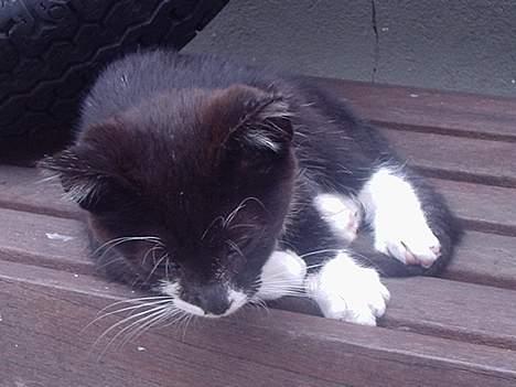 Huskat Kat - uha.... der er godt nok langt ned! billede 2