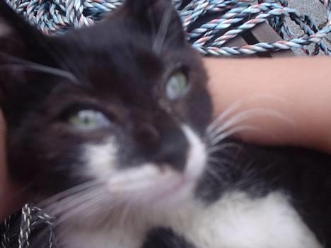 Huskat Kat - okay, nu er du altså lidt for tæt på.... billede 4