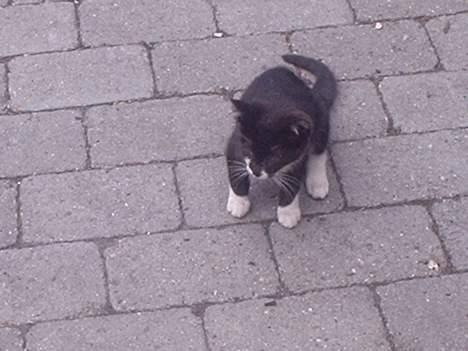 Huskat Kat billede 5