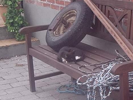 Huskat Kat billede 6