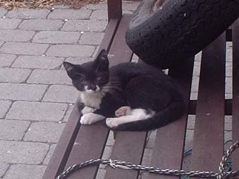 Huskat Kat - nå, var du dér? billede 7