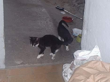 Huskat Kat - her har vi jo kat :) billede 8