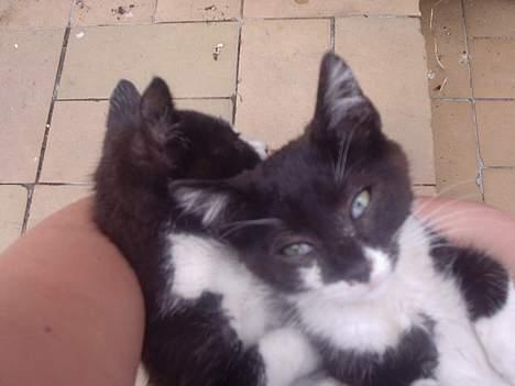 Huskat Kat - så kærlige de to er :) billede 9