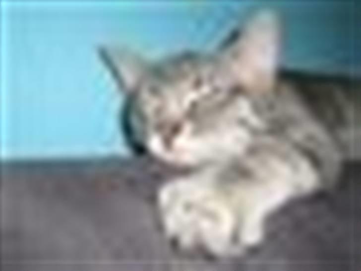 Huskat Mille billede 1