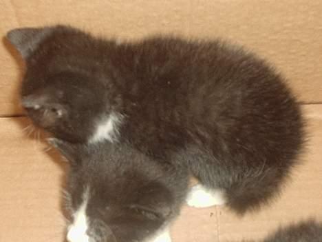 Huskat Kat - bunke!!! kat ligger oven på mis :) billede 11