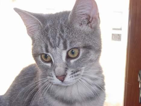 Huskat Mille - hvad kigger du på billede 2