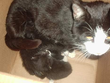 Huskat Kat - her er vi vist lidt sultne.... kat er ham der lige kigger lidt op billede 12