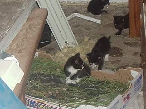 Huskat Kat - kat og hans 3 søskende. kat er bagerst. billede 13