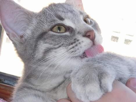 Huskat Mille - dine hænder er ik rene nu skal jeg  billede 3