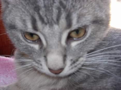 Huskat Mille - hvor er jeg træt  billede 4