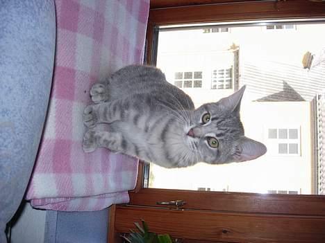 Huskat Mille - er jeg ik flot billede 5