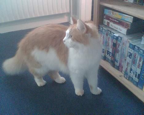 Blanding af racer Quark billede 10