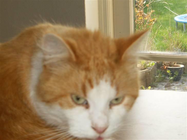 Blanding af racer Quark - nyt 28 okt billede 11